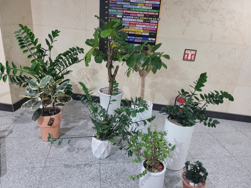 중앙동 네일샵 출장 분갈이 상가분갈이 안산고잔동꽃집 로렌플라워