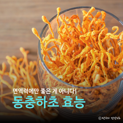 동충하초 효능 '이런 분들'은 독입니다!ㅣ부작용, 영양성분, 먹는법 상황버섯 영지버섯 비교