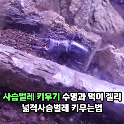 사슴벌레 키우기 수명과 먹이 젤리 넓적사슴벌레 키우는법, 곤충채집은 주의해야 한다고?