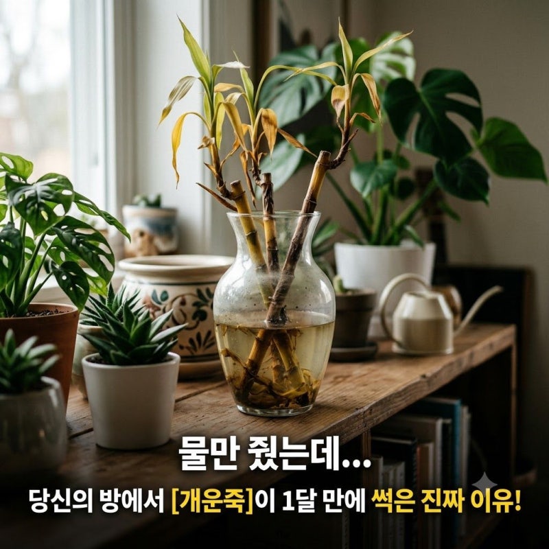 물만 주면 잘 산다던 개운죽, 당신의 방에서 1달 만에 썩어버린 진짜 이유