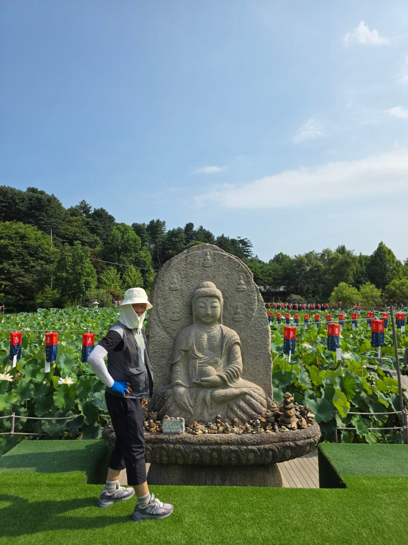 2026년 봉선사 연꽃 축제