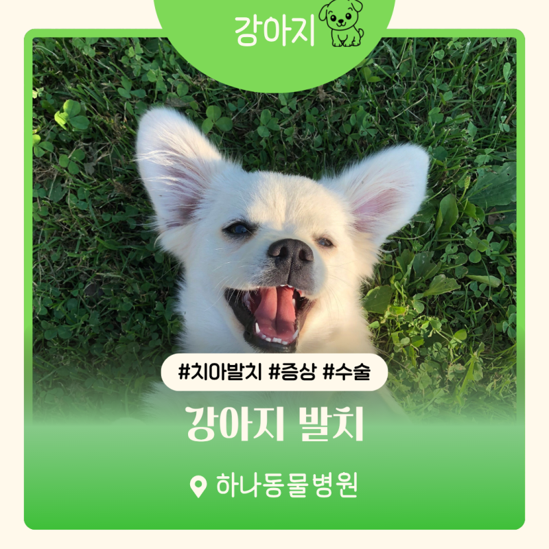 강아지 발치 언제 필요한가 발치 증상 수술 관리