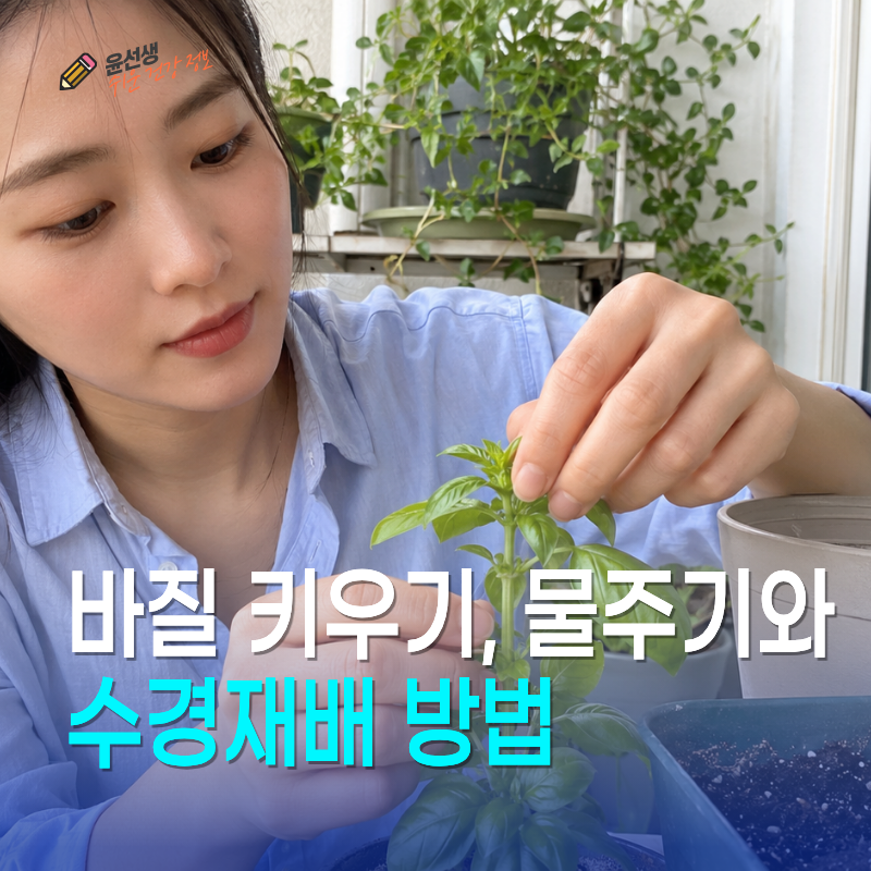 바질 키우기, 물주기와 순지르기 수경재배 방법