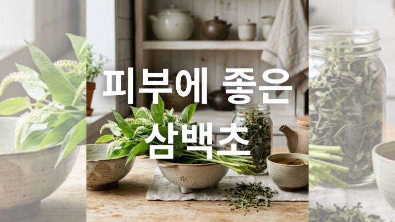 삼백초 효능과 부작용 및 올바른 섭취 방법 총정리