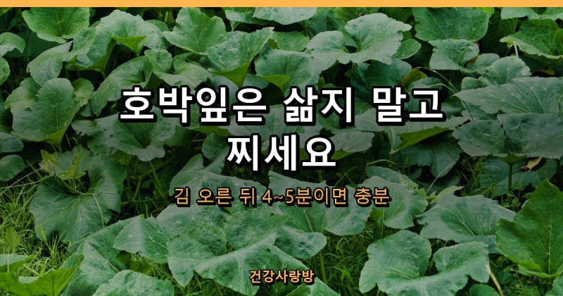 호박잎 찌는 법, 삶지 말라는 이유가 있었습니다 (손질법·데치기·보관)