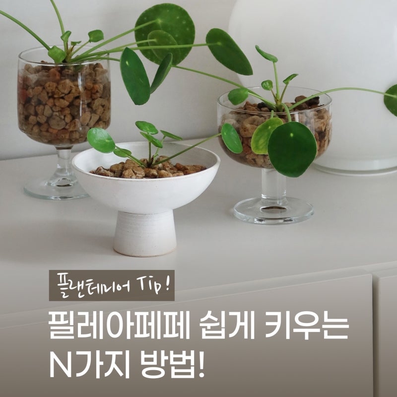 필레아페페 키우는 법 3가지와 과습 없이 잘 키우는 관리 팁