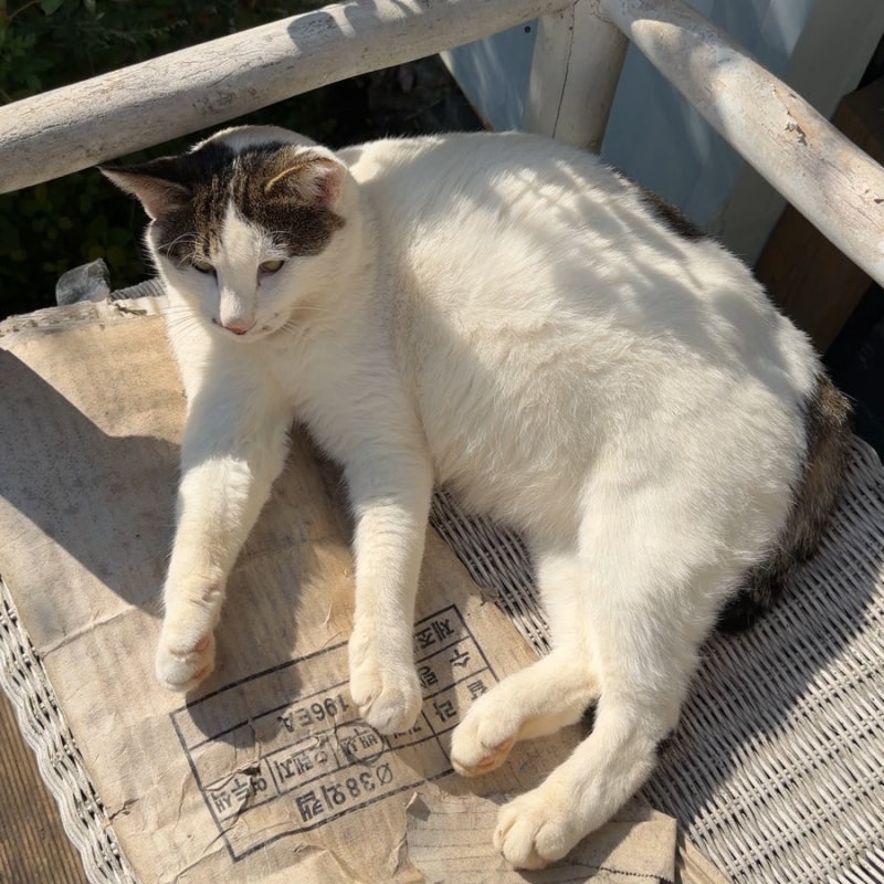 고양이 개구호흡과 숨소리 변화, 병원 가야할까?