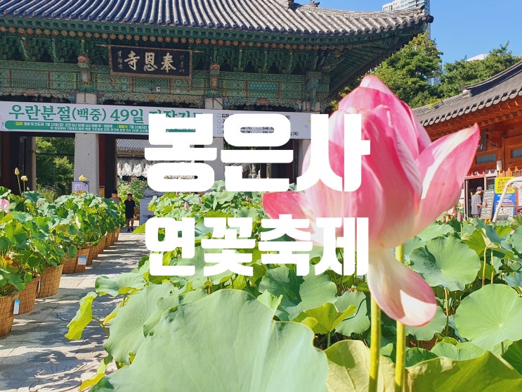 <b>봉은사</b> 연꽃축제 ㅣ'26 방문후기 주차 보시정보 총정리