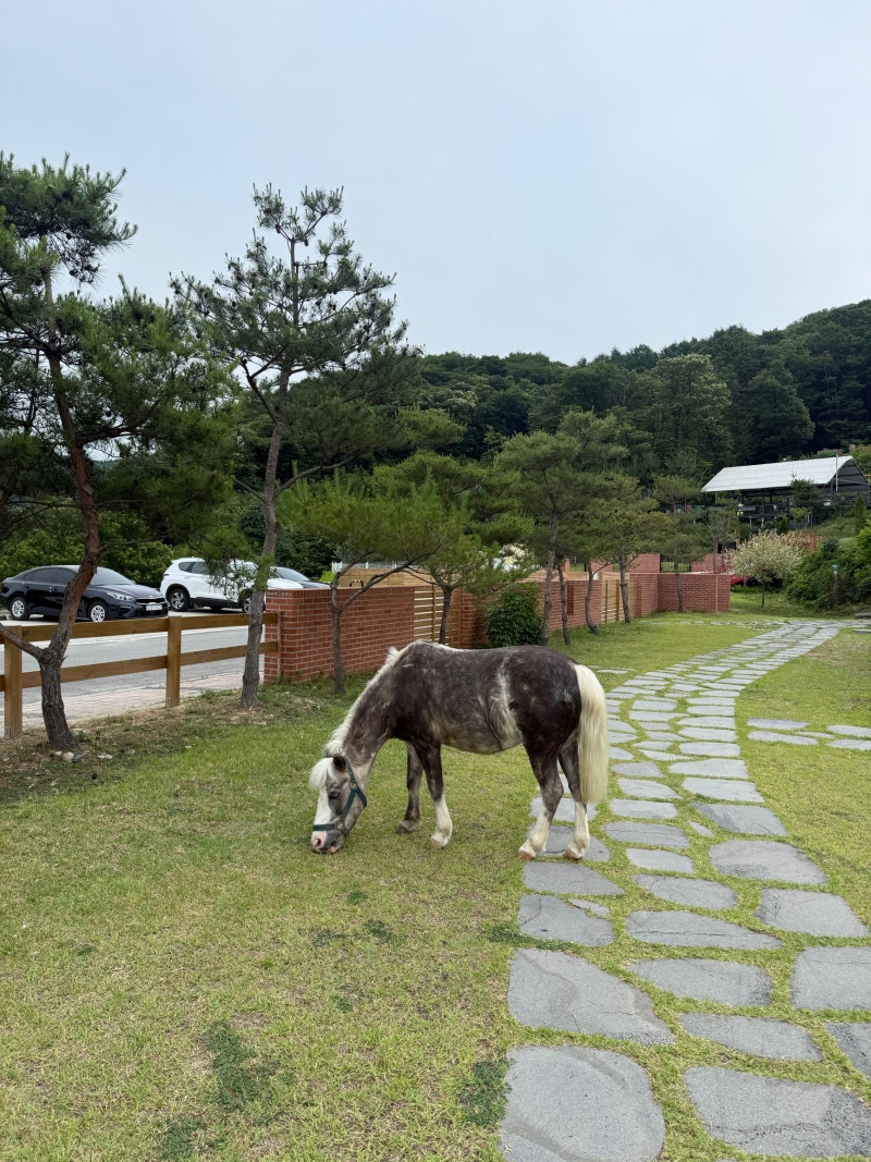 [ 남양주 아이와 가볼만한 곳 ] 말과 함께하는 이색 체험! 비스타밸리 포니테일 카페 후기