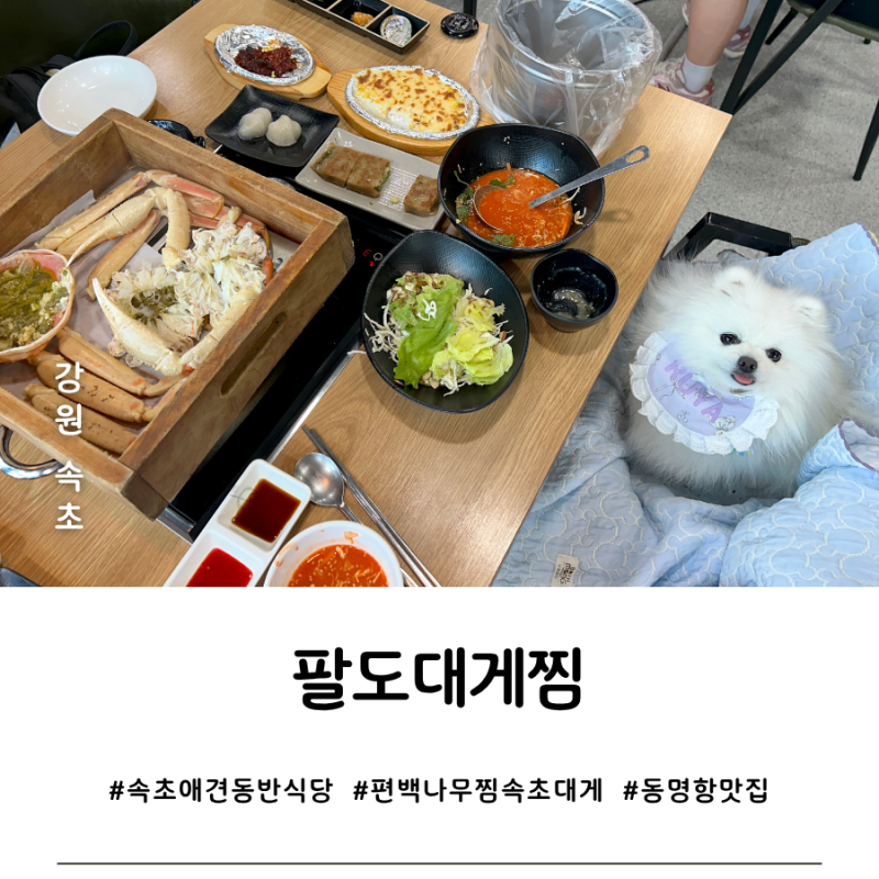 [강원 속초] 18첩 스끼다시에 편백나무찜 속초대게 동명항 맛집, 팔도대게찜(애견동반 OK)