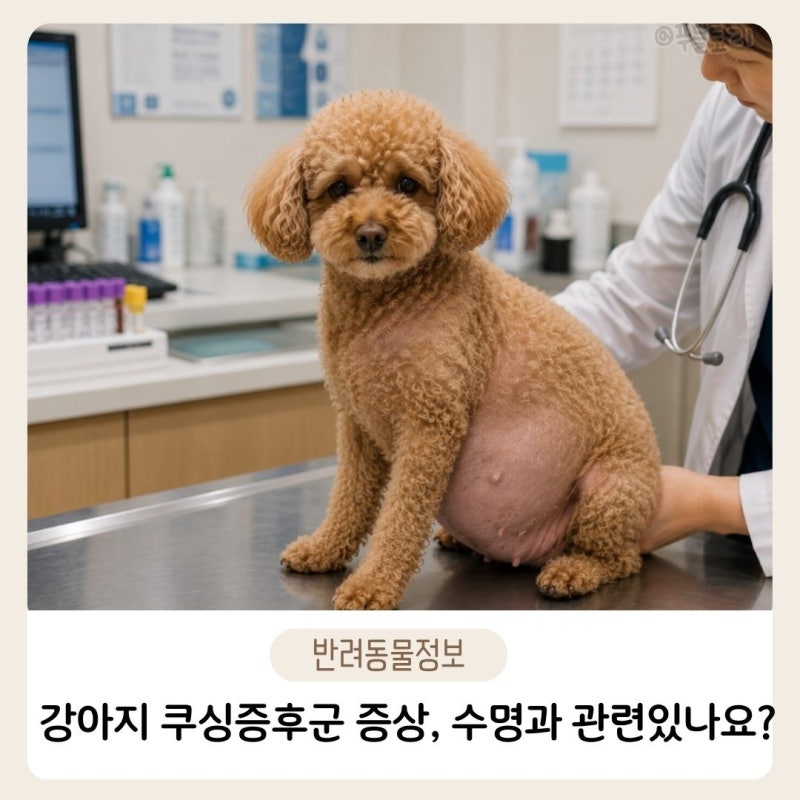 강아지 쿠싱증후군 증상이 수명과 관련 있을까?