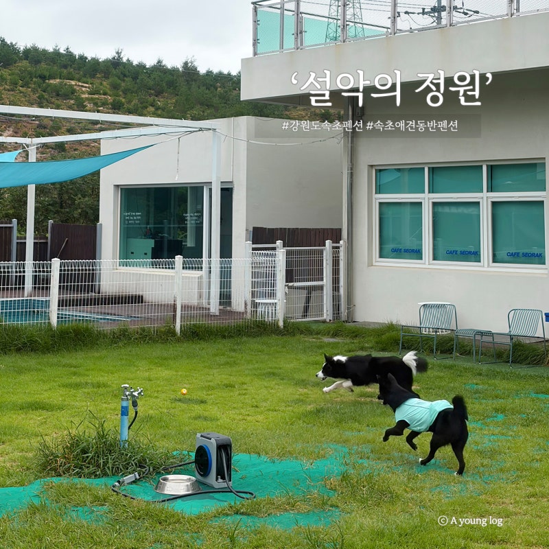 중,대형견 다견도 가능한 강원도 고성 속초 애견동반펜션 설악의정원 102호 후기(Feat. 바베큐,....