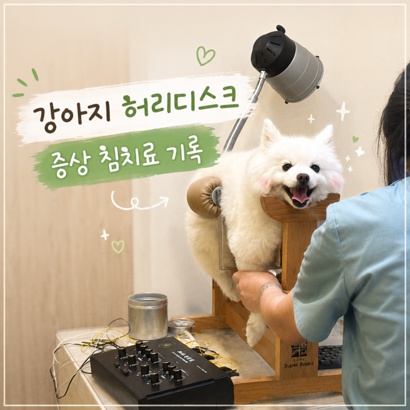 강아지 허리디스크 증상 재활 침치료 레이저 치료 기록