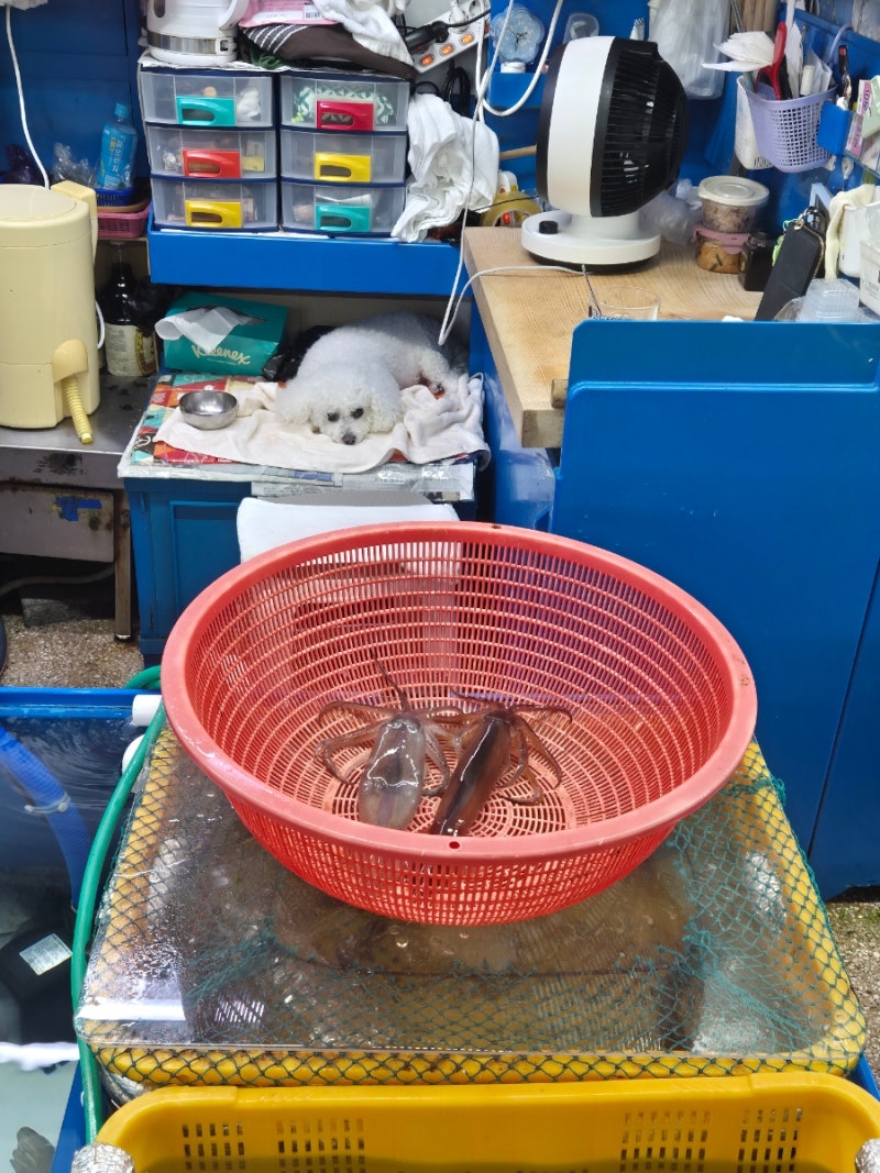 부산 민락어민활어직판장 '동궁상회' 오징어회 후기 (위치/가격)