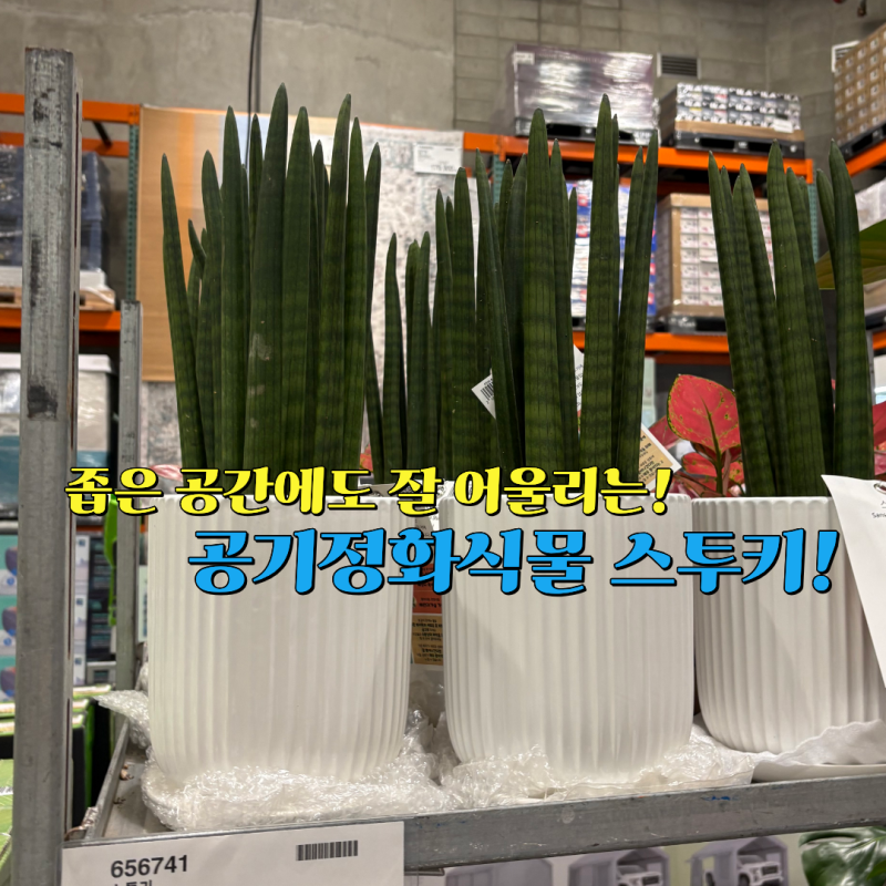 스투키 꽃말부터 키우기까지, 관리 쉬운 공기정화식물