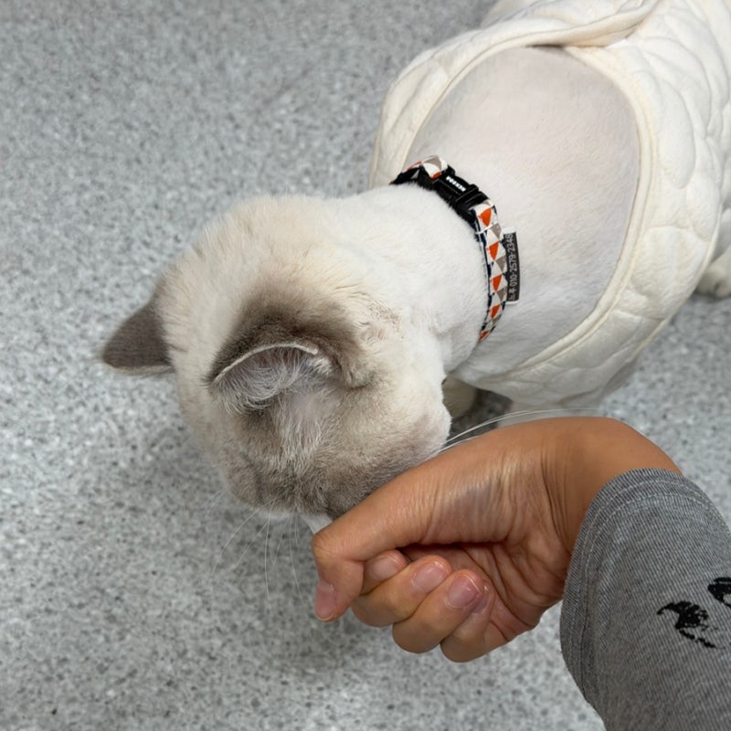 고양이 산책, 모든 반려묘에게 좋을까? 목줄과 하네스 준비 체크리스트