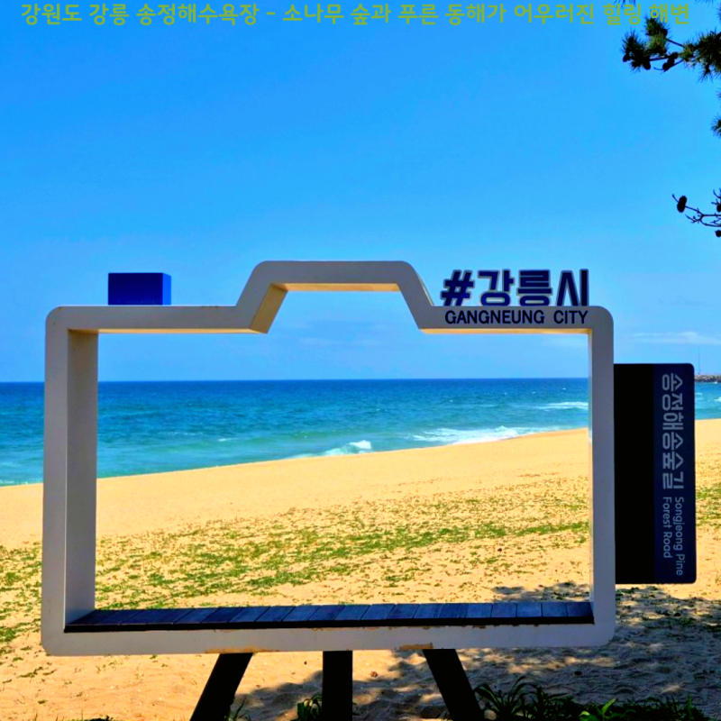 강원도 강릉 송정해수욕장 – 소나무 숲과 푸른 동해가 어우러진 힐링 해변