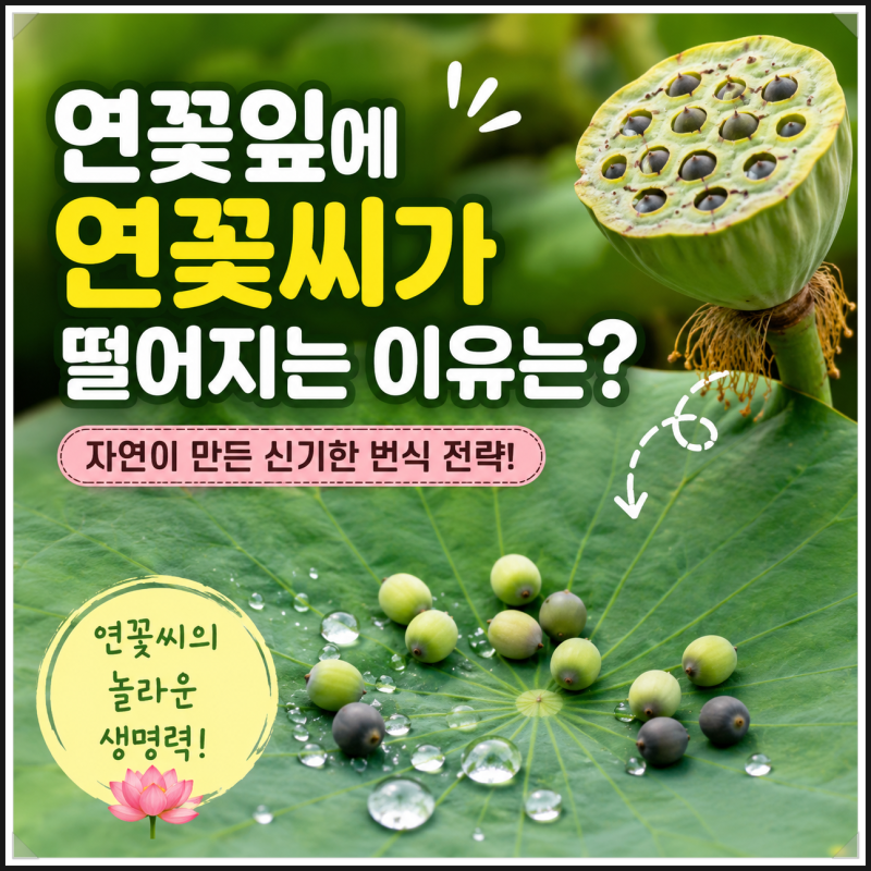 연꽃잎에 연꽃씨가 떨어지는 이유는? 연밥부터 씨앗 번식까지 알아봐요
