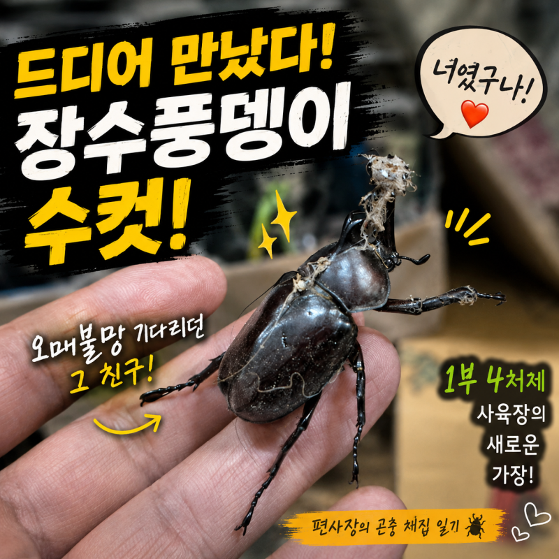 [곤충도감 외전] 드디어 만났다! 오매불망 기다리던 장수풍뎅이 수컷