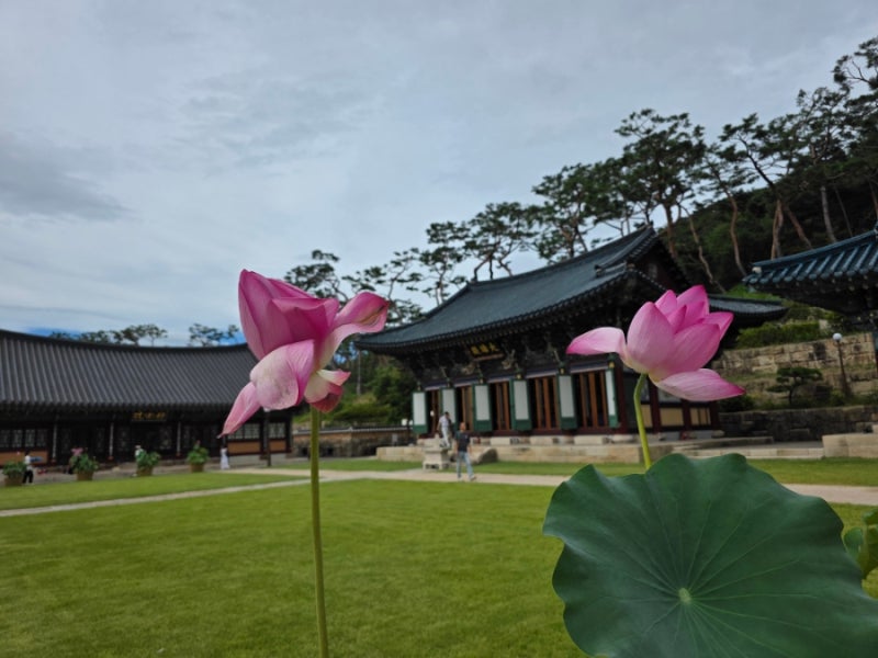 서울 진관사(애견 산책)