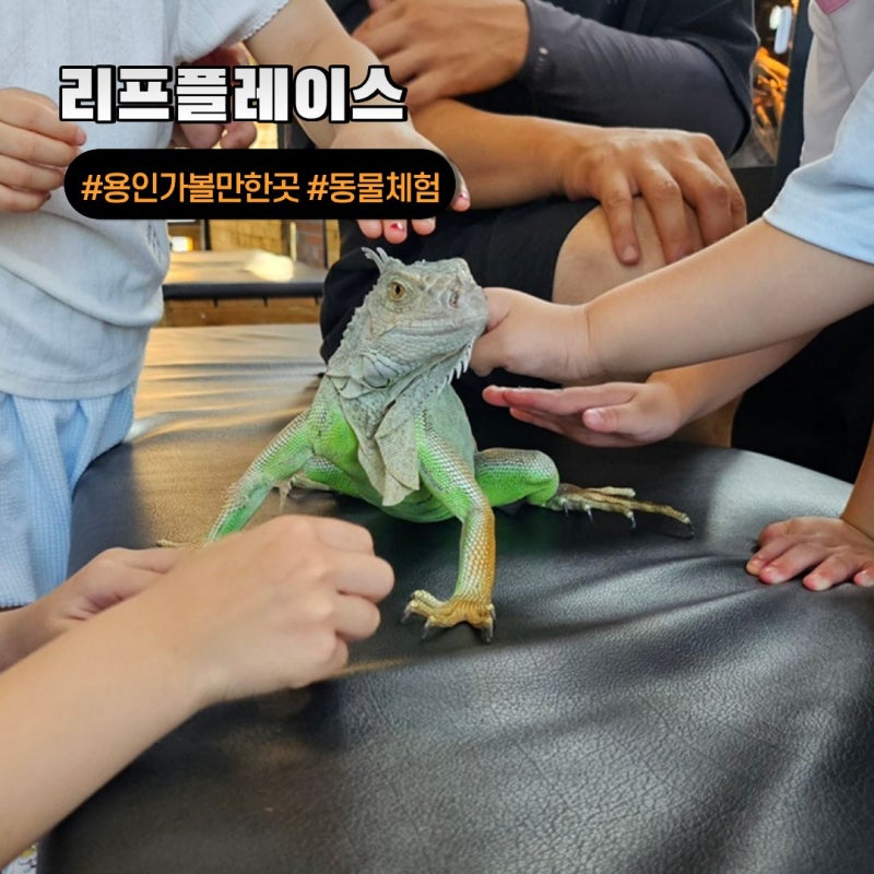 추석 연휴 뭐 하지? 아이랑 가기 딱 좋은 용인 리프플레이스 동물 체험 카페