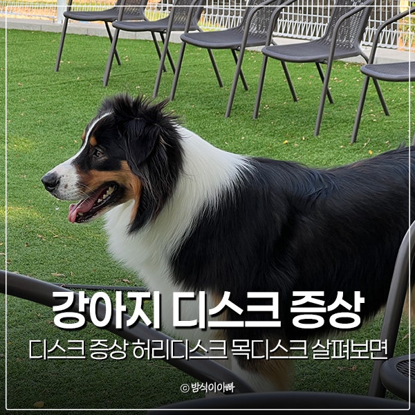 강아지 디스크 증상 허리디스크 목디스크 살펴보면