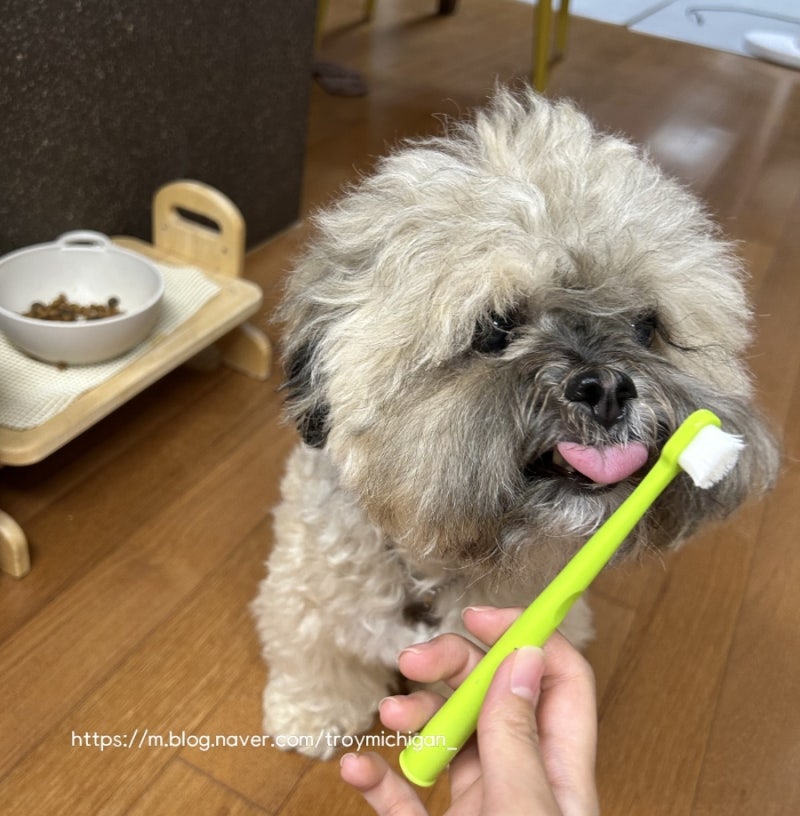 상큼한 강아지 치약 페피릴리프
