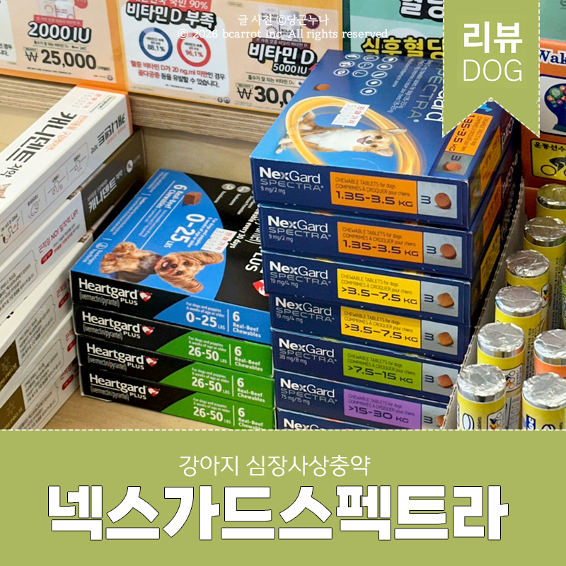 넥스가드 스펙트라 가격 강아지 심장사상충약 범위