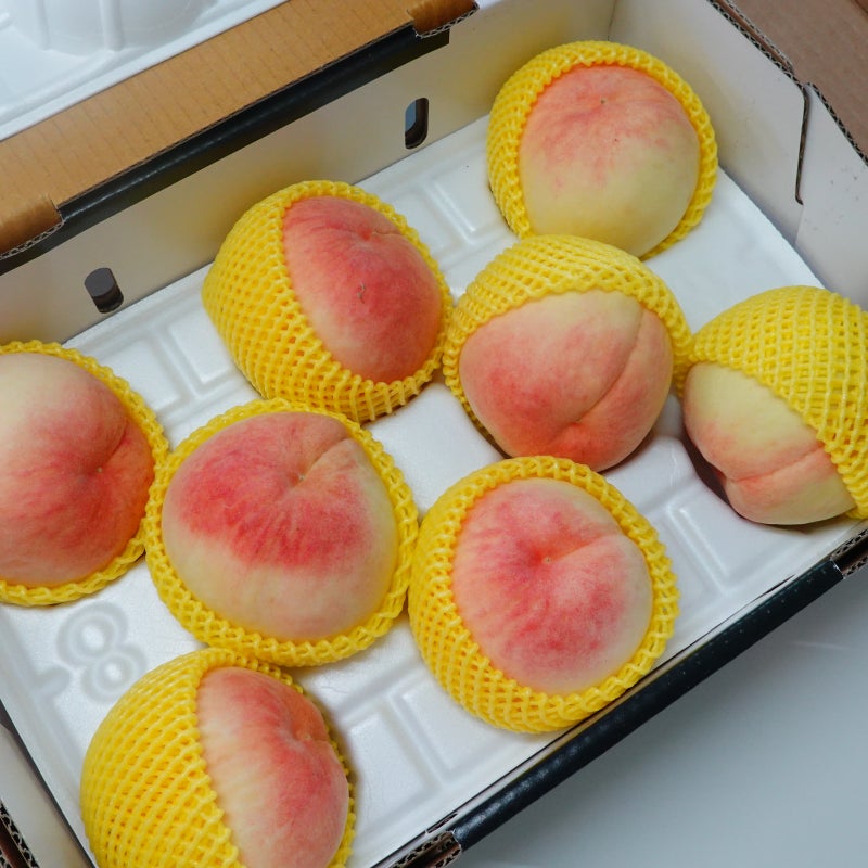 딱딱이 복숭아 후숙, 딱복 후숙 방법 열매맺는농원 백도 선물용 쫀쫀하고 맛있어