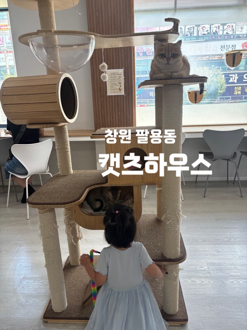 창원고양이카페 고양이와 힐링의시간 캣츠하우스 아이와방문후기