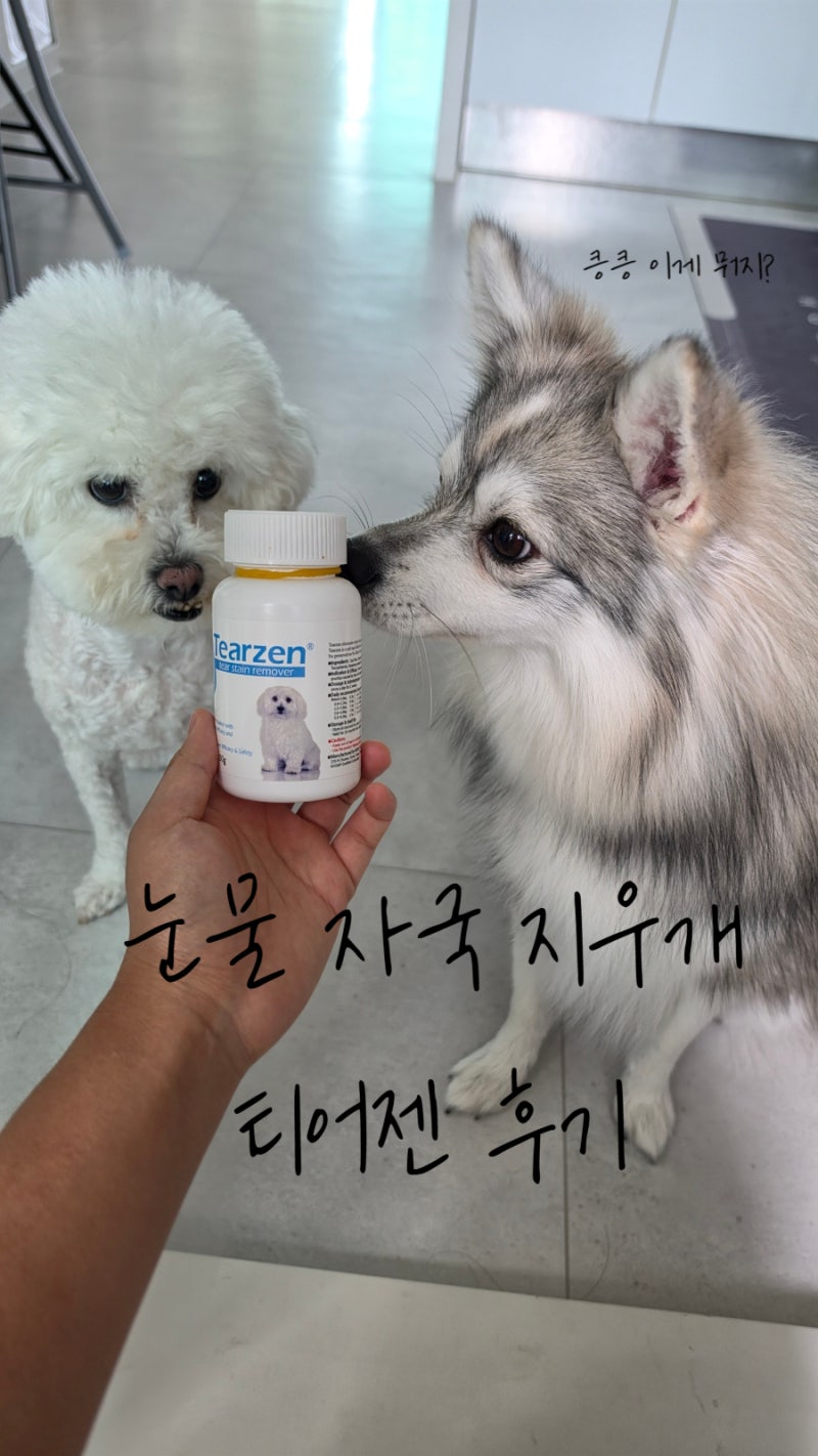 강아지 눈물 지우개 티어젠 효과 있을까? 내돈내산 솔직후기