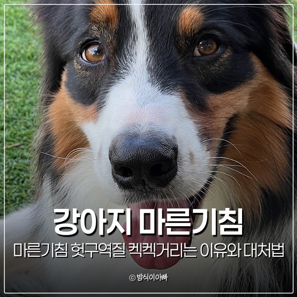 강아지 마른기침 헛구역질 켁켁거리는 이유와 대처법