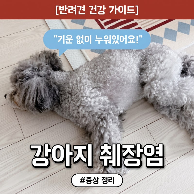 강아지 췌장염 증상 소화불량 강아지 배에서 꾸르륵 복명음 난다면