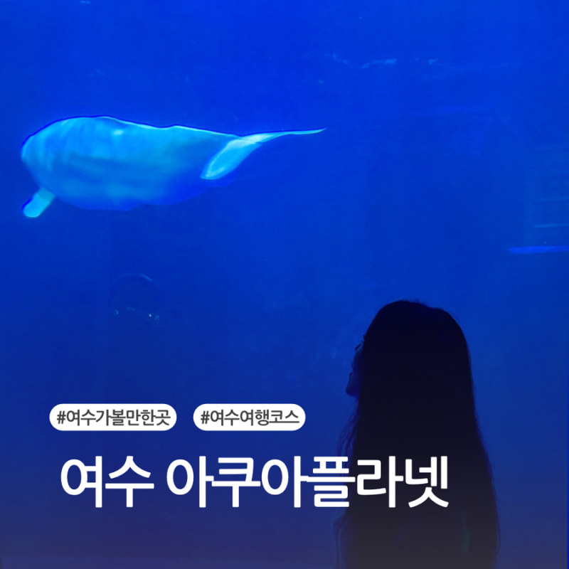 여수 아쿠아플라넷 벨루가, 주차·할인부터 프로그램까지