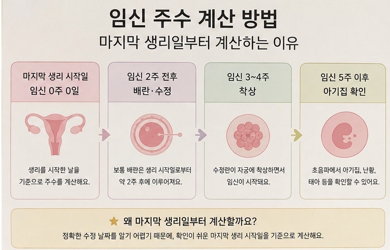 임신 주수 계산법 총정리｜마지막 생리일 기준으로 알아보기