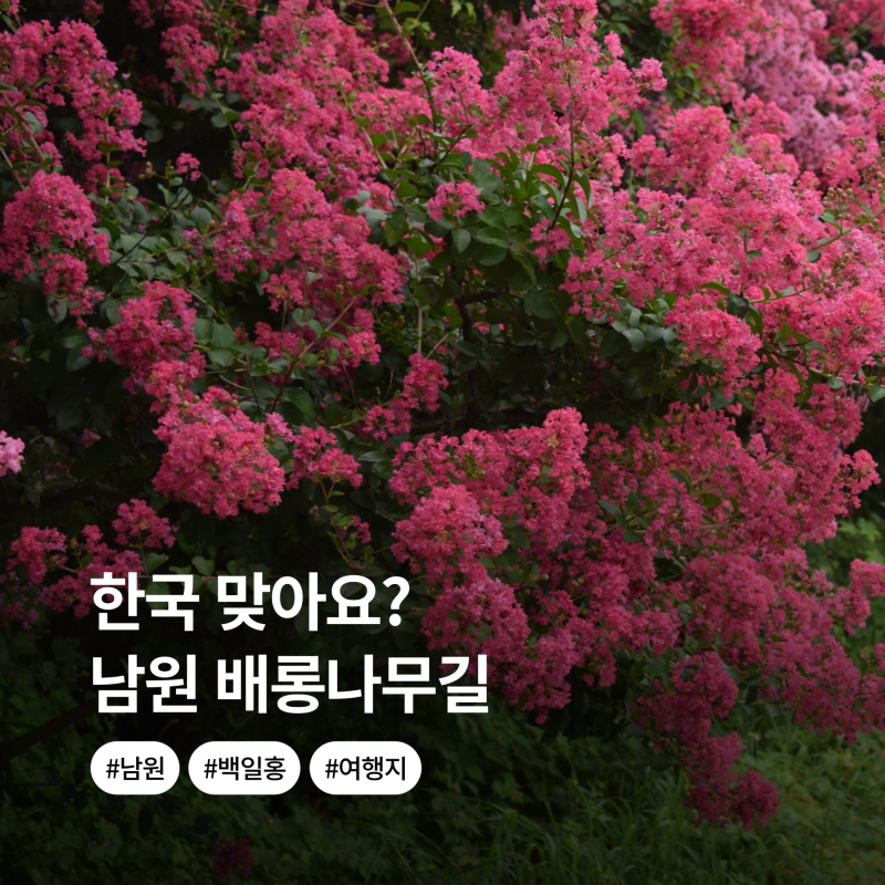 "You Must Visit Here..." Namwon Crape Myrtle Road: Jeollabuk-do Travel Drive Course and Attractions