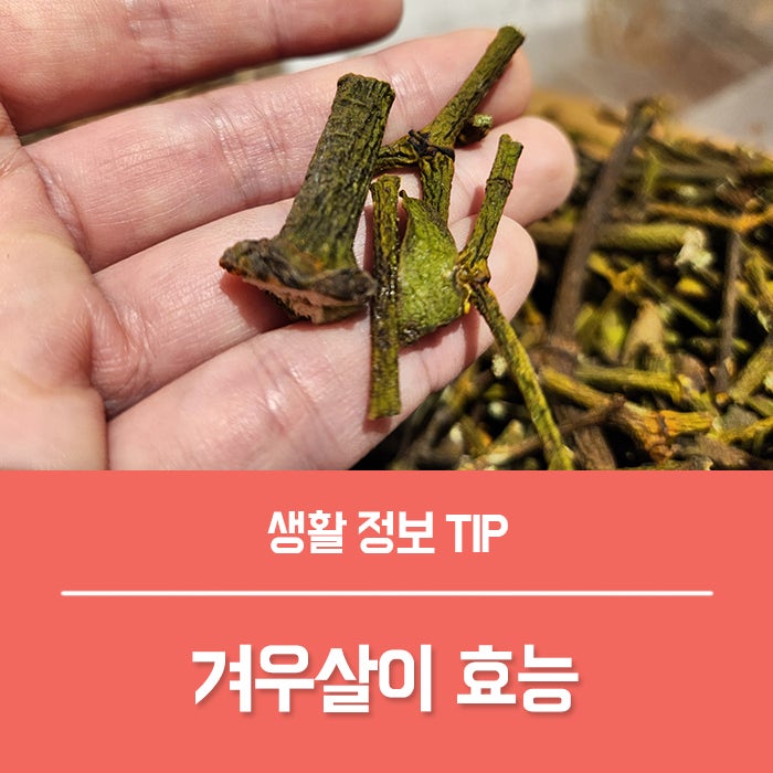 겨우살이 효능 TOP4, 아무거나 끓여 먹으면 안 되는 이유