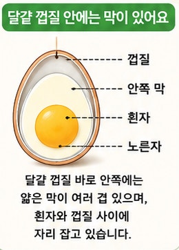 삶은 달걀은 왜 껍질이 잘 안 벗겨질 때가 있을까?