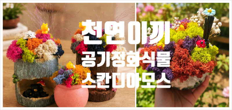 스칸디아모스 화분 만들기 키우기 쉬운 공기정화식물 DIY 수업