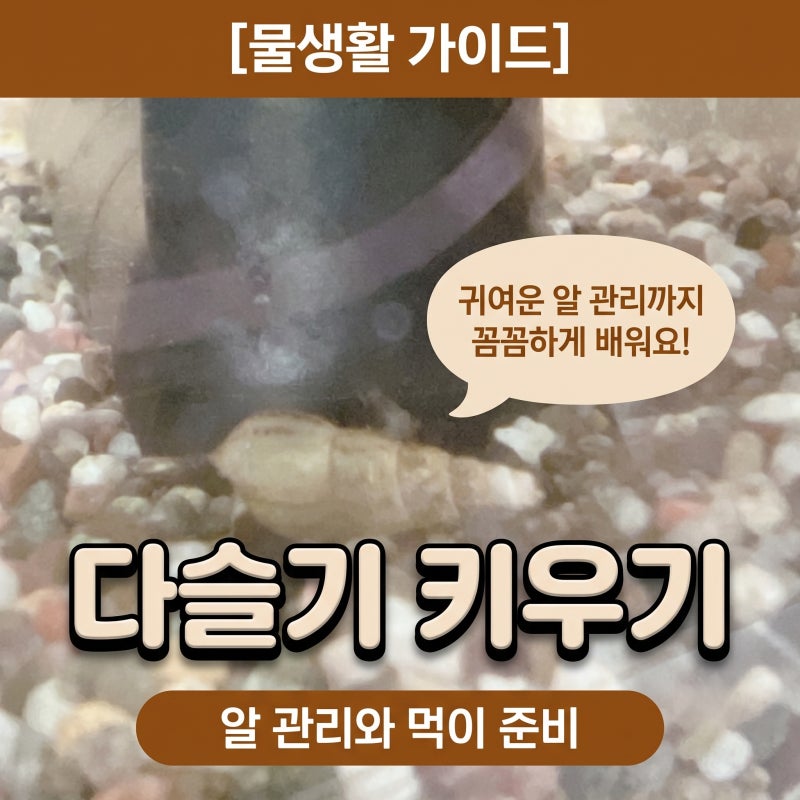다슬기 키우기 다슬기 먹이 및 다슬기알 관리 팁