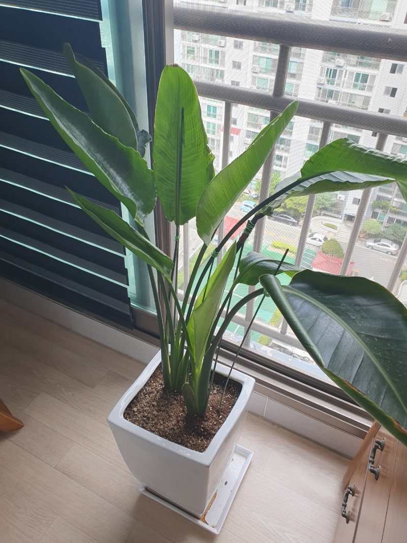 극락조와 여인초 구분하기