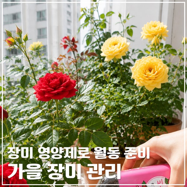가을 장미 관리｜장미 영양제 유기질비료로 월동 준비하기