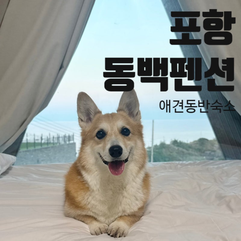 포항 구룡포 애견동반숙소 오션뷰 신상숙소 포항동백펜션