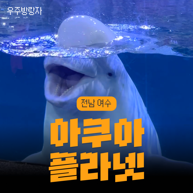 여수 가볼만한곳 실내, 아쿠아플라넷 여수 (비오는날 데이트, 할인, 공연시간)