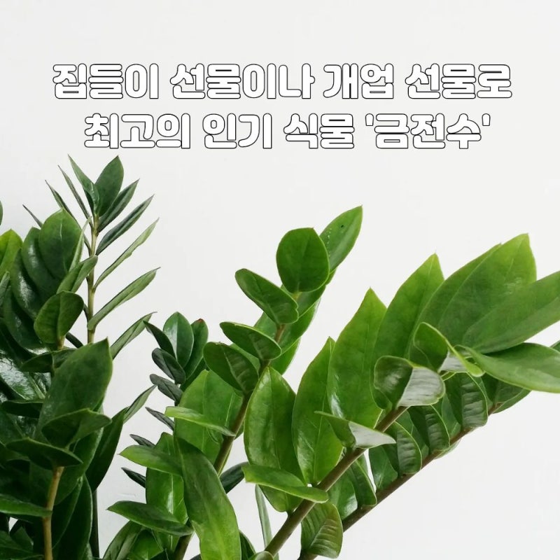 [한국화훼농협 대화점] 부자를 부르는 금전수 키우법! 물주기, 분갈이, 꽃말 완벽 가이드