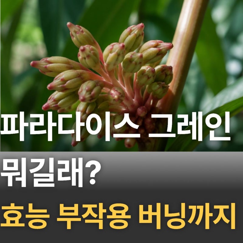 파라다이스 그레인 뭐길래? 효능,부작용과 버닝까지 총정리!