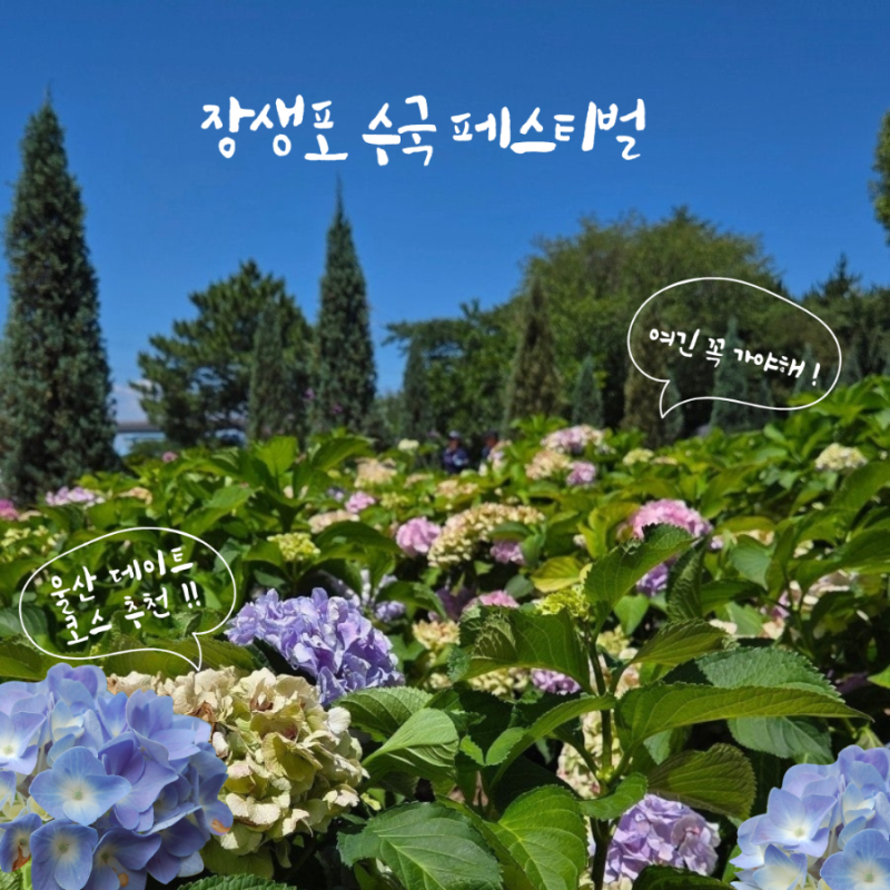 [울산]장생포 수국 축제 다녀온 후기