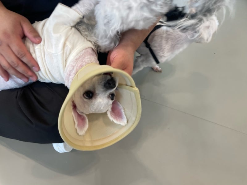 로얄캐닌 아날러제닉 알러지사료 8개월 급여 후기와 기호성 해결 방법