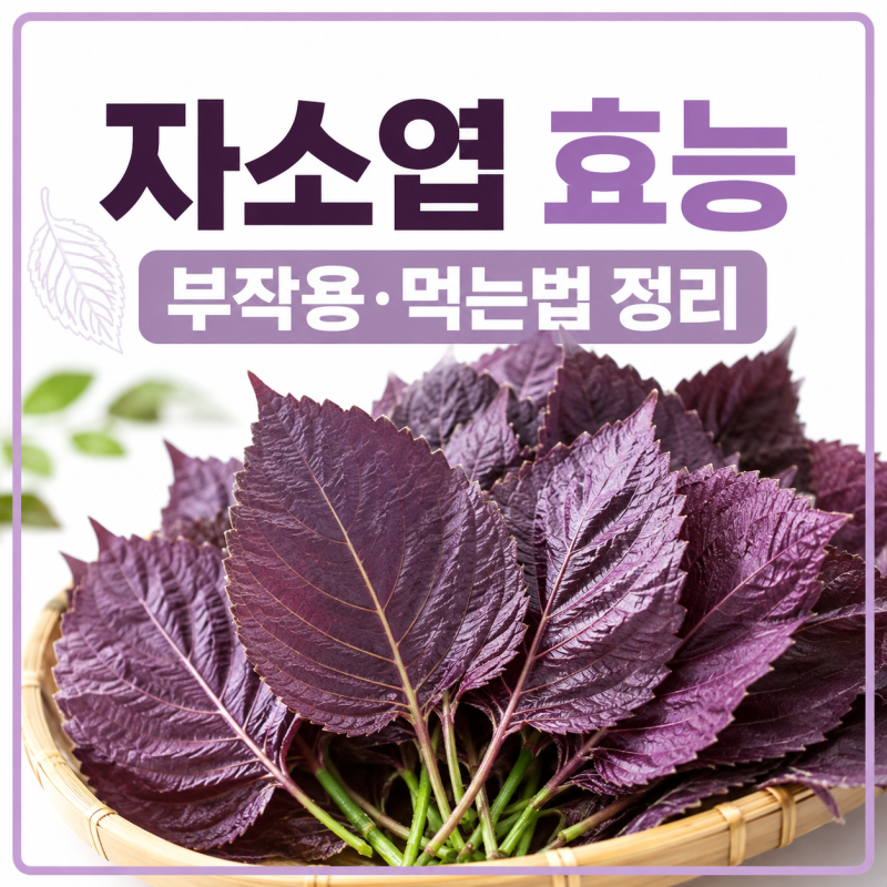 40대 여성 추천 자소엽 효능 제철 차조기잎 차 즐기는법