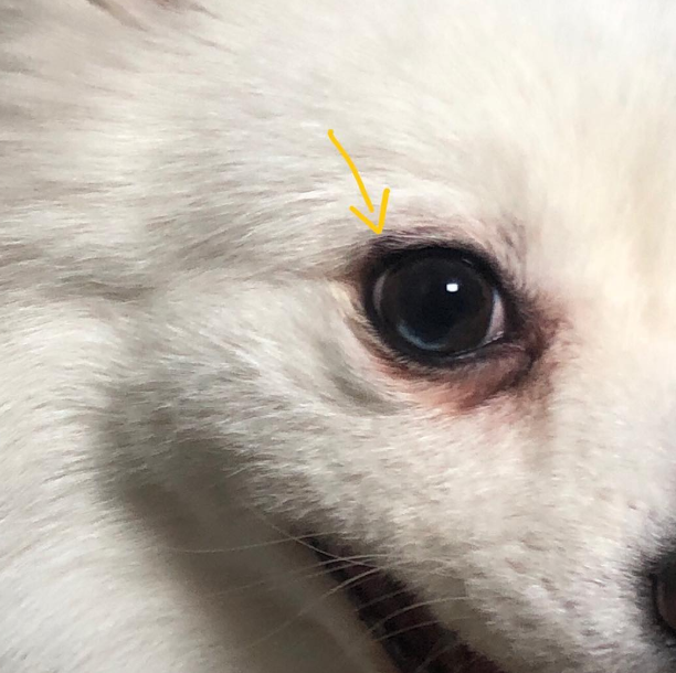 강아지 다래끼 눈부음 자연치유 되나요?